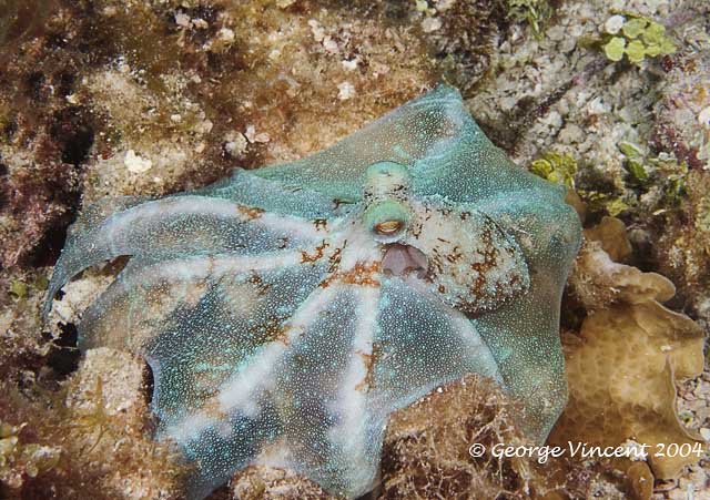 Caribbean Reef Octopus