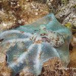 Caribbean Reef Octopus