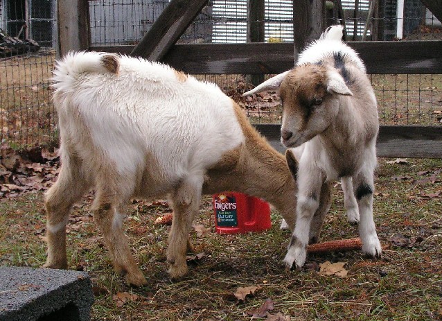 Goats020.JPG
