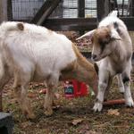 Goats020.JPG