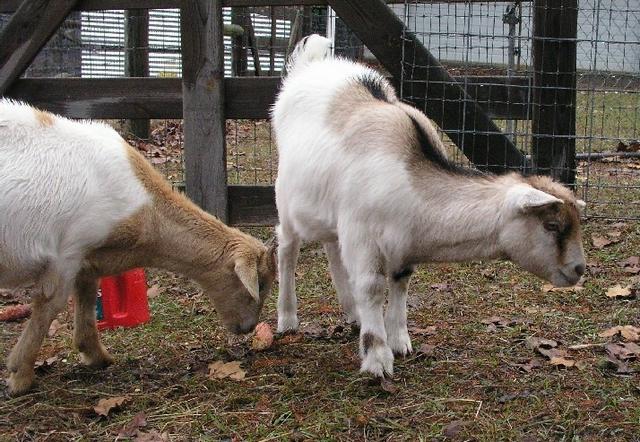 Goats021.JPG