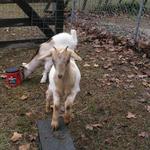 Goats022.JPG