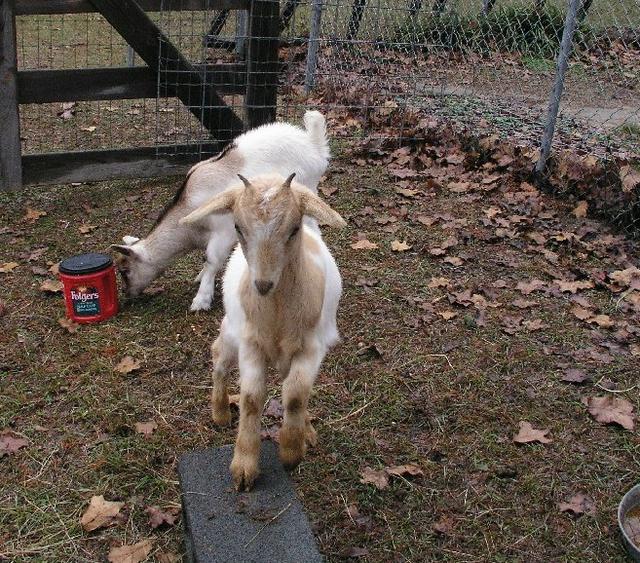 Goats022.JPG