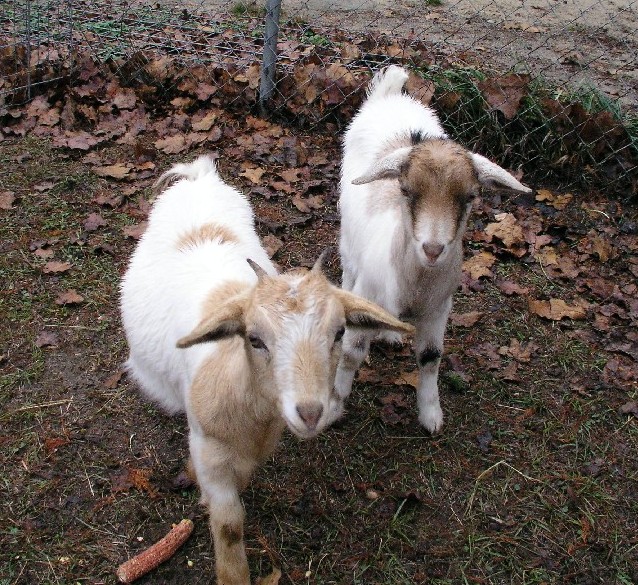 Goats023.JPG