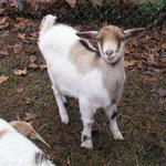 Goats025.JPG