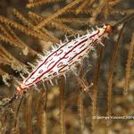 Nudibranchs and Flatworms