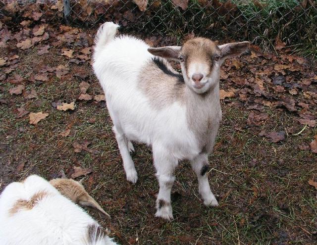 Goats025.JPG