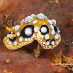 nudi018 1225