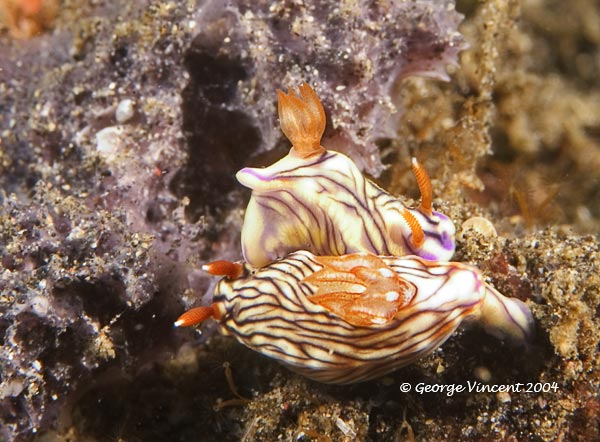 nudi019 1273