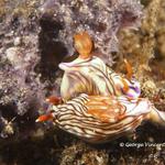 nudi019 1273