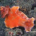 nudi019 1313