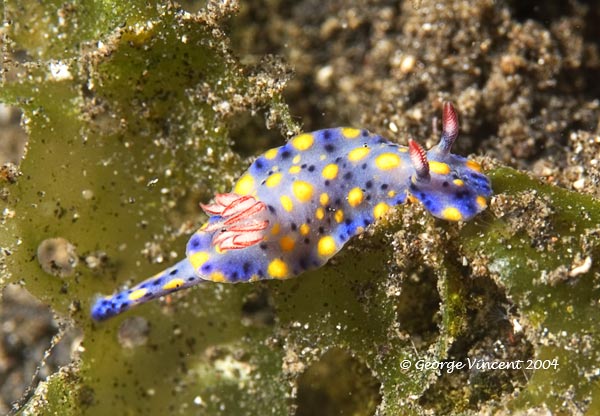 nudi019 1328