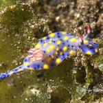 nudi019 1328