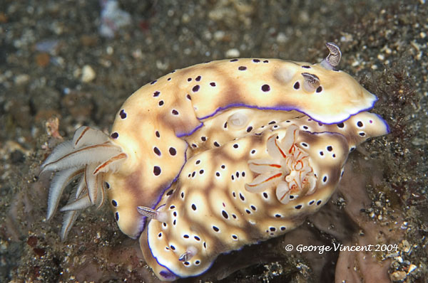 nudi020 1333