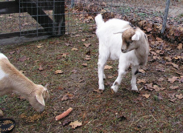 Goats031.JPG