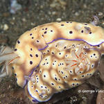 nudi020 1333