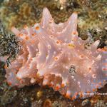 nudi020 1343