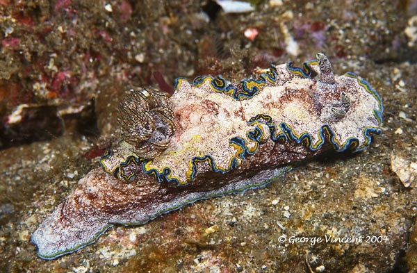 nudi020 1364