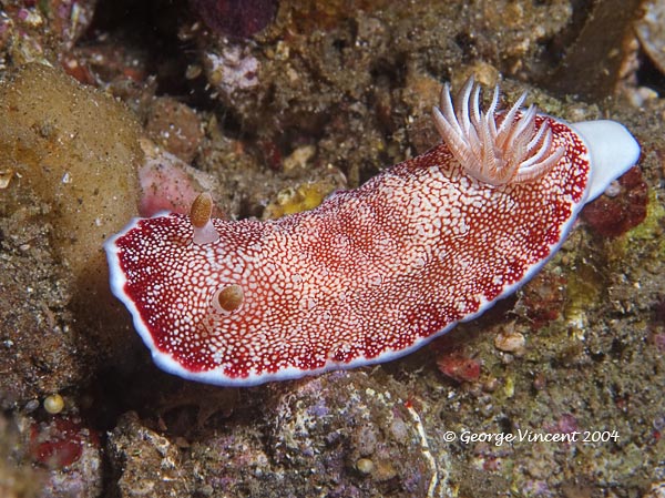 nudi020 1370