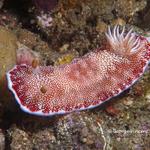 nudi020 1370