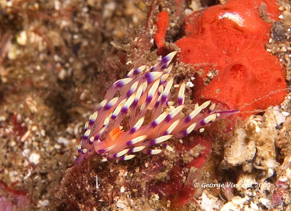 nudi020 1377