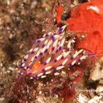 nudi020 1377