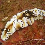 nudi020 1398