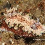 nudi020 1420