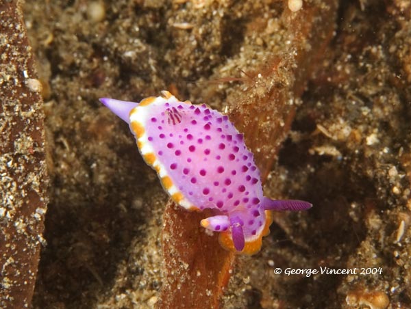 nudi022 1508