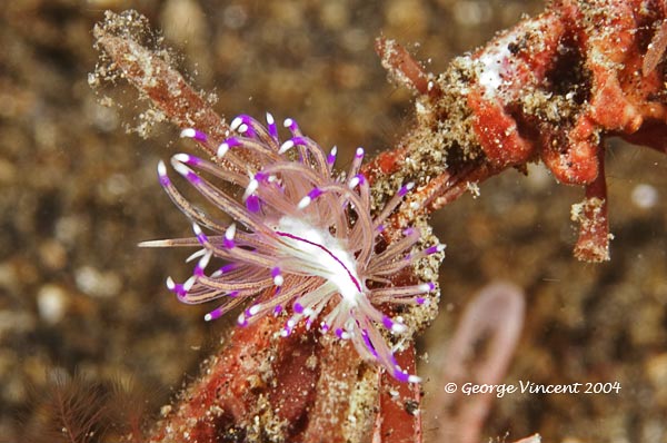 nudi025 1674