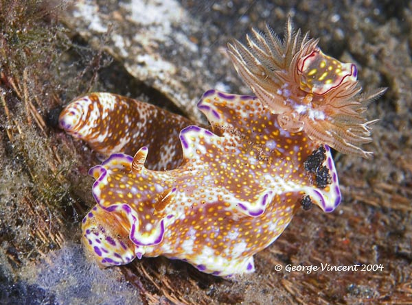 nudi025 1688