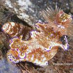 nudi025 1688