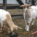 Goats032.JPG