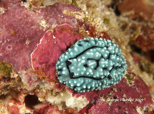 nudi032 2115