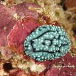 nudi032 2115