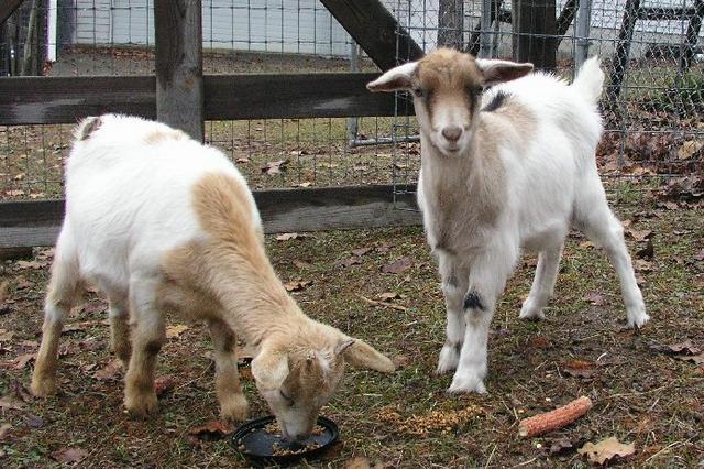 Goats032.JPG