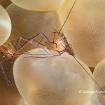 bubbleshrimp023 1558