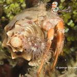 decoratorcrab027 1760