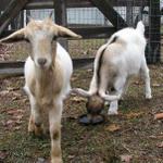 Goats033.JPG