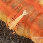 emporershrimp028 1801