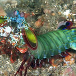 mantisshrimp022 1531