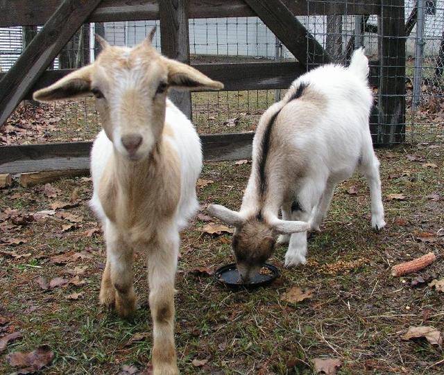 Goats033.JPG