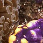 squatanemoneshrimp020 1422