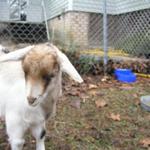 Goats037.JPG