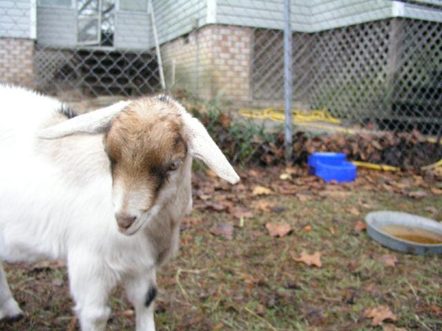 Goats037.JPG