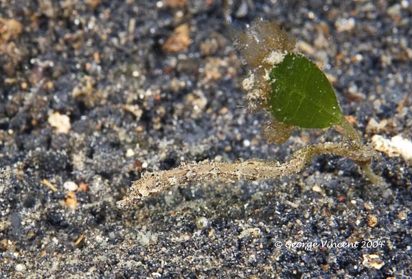 pipefish015 0913