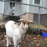 Goats039.JPG