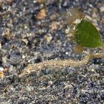 pipefish015 0913