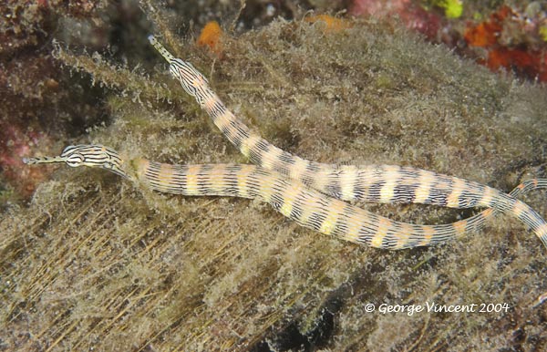 pipefishtwo027 1727