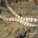 pipefishtwo027 1727